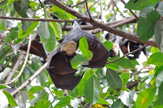 cairns_bat_wings.jpg